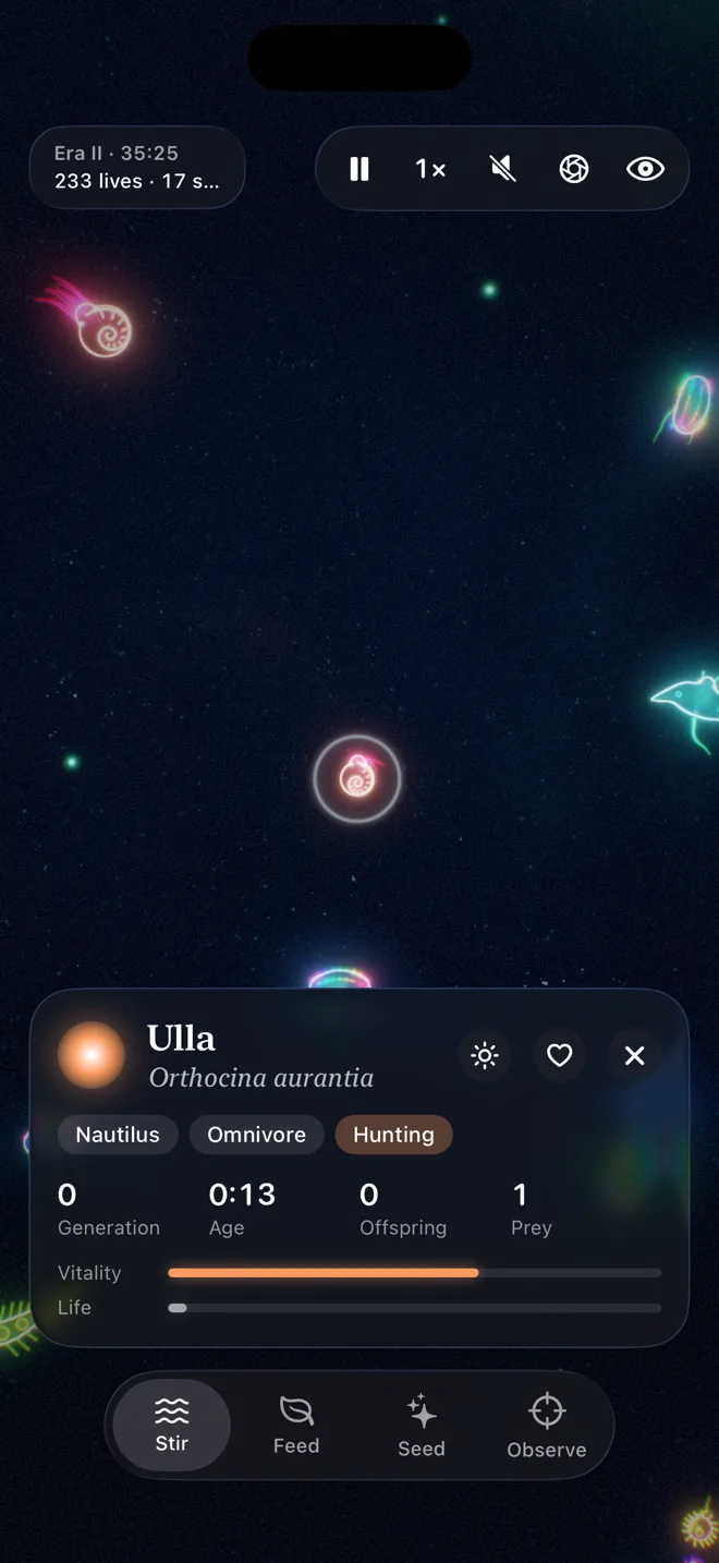 At night, a nautilus called Ulla, Orthocina aurantia, a rare visitor from the open ocean, hunting among comb jellies and rays.